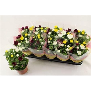 Chrysant Carnaval Double