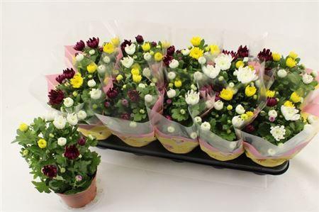 <h4>Chrysant Carnaval Double</h4>