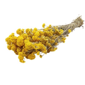 Bunch Sanfordii Slv 100g L45