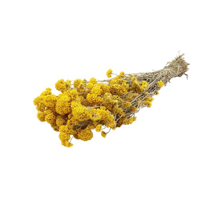 <h4>Bunch Sanfordii Slv 100g L45</h4>