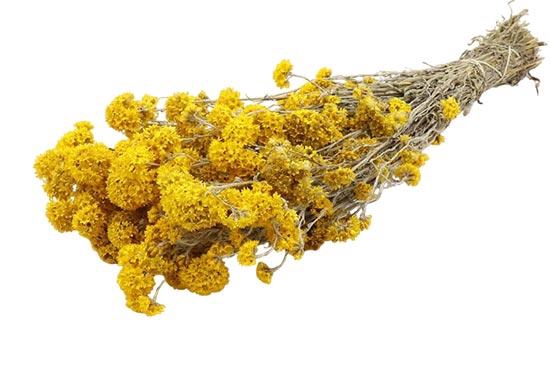 Bunch Sanfordii Slv 100g L45