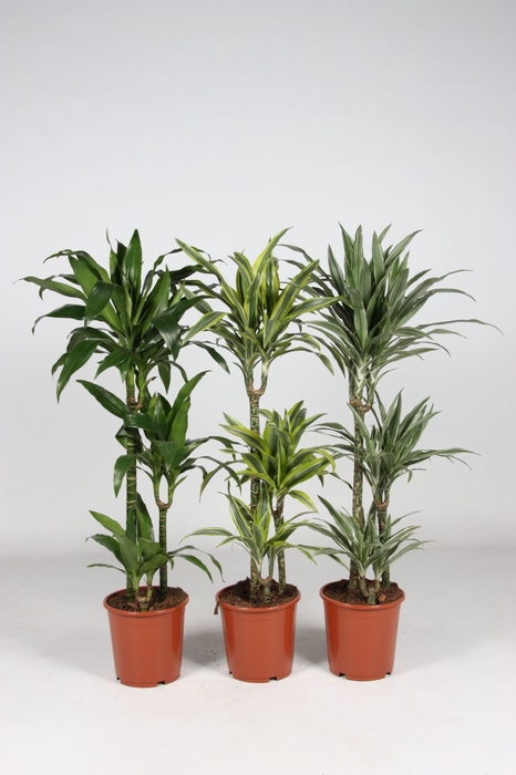 <h4>Dracaena</h4>