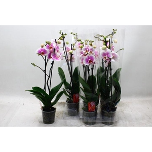 PHAL OV ROZE