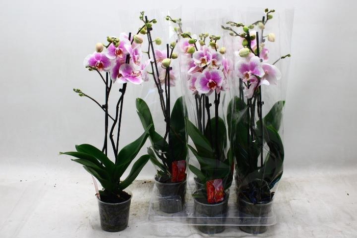 <h4>PHAL OV ROZE</h4>