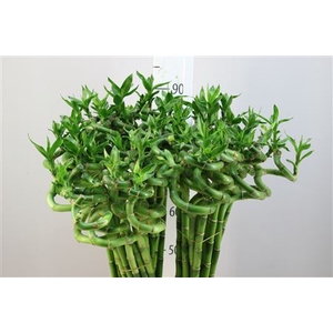 Lucky Bamboo Spiraal 80