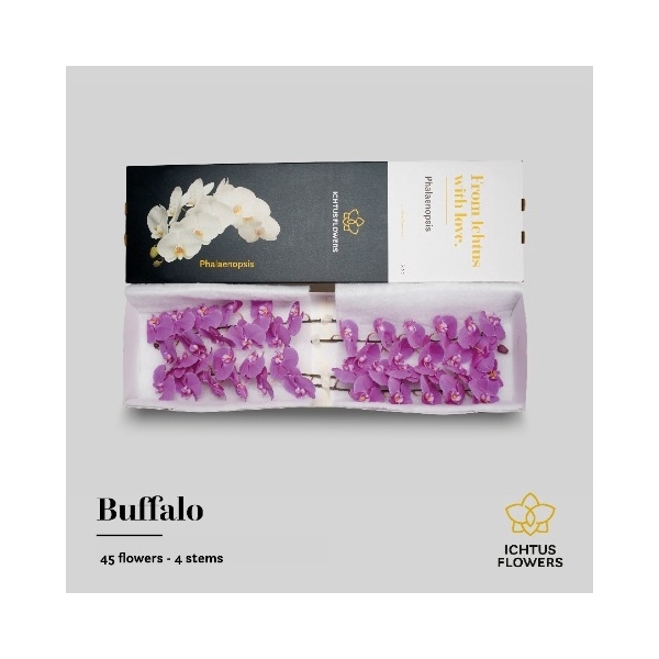 <h4>Phal An Buffalo - Ichtus Flowers</h4>