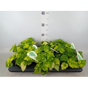 Tolmiea menziesii   ...variegated