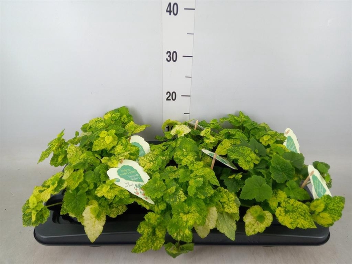 <h4>Tolmiea menziesii ...variegated</h4>