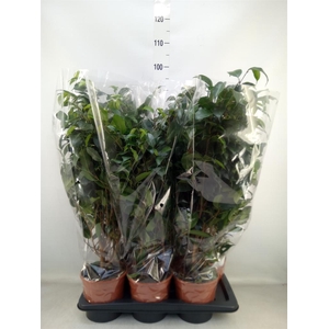 Ficus benja. 'Danielle'