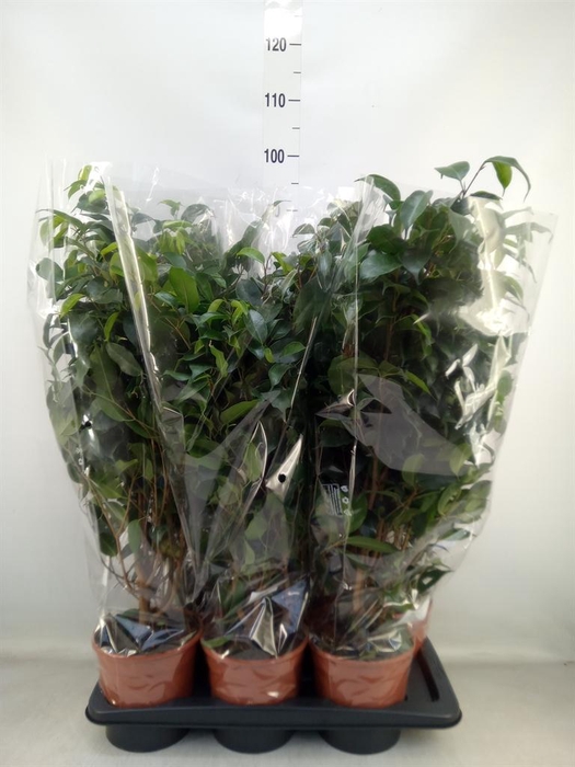 <h4>Ficus benja. 'Danielle'</h4>