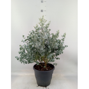 Eucalyptus gunnii 'Blue Ice'