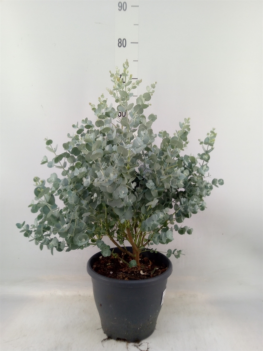<h4>Eucalyptus gunnii 'Blue Ice'</h4>