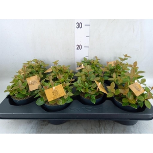 Peperomia angulata