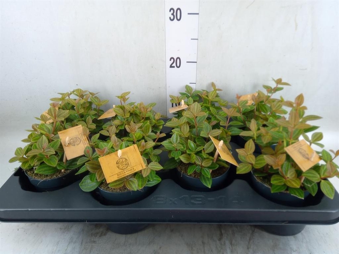 <h4>Peperomia angulata</h4>