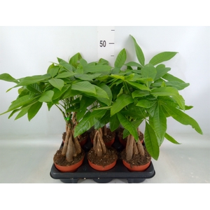 Pachira aquatica