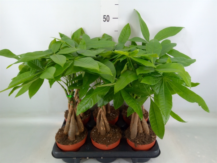 <h4>Pachira aquatica</h4>