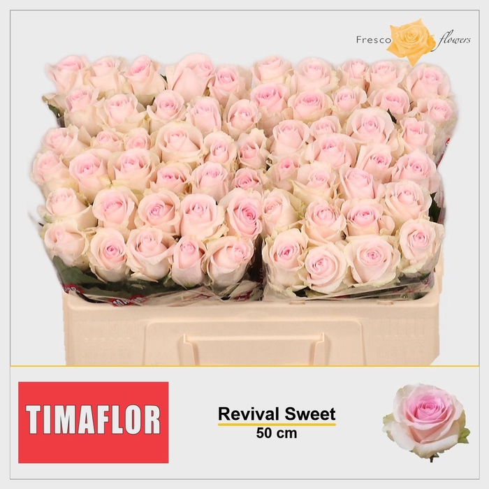<h4>R GR REVIVAL SWEET</h4>