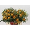 Banksia Dryandra