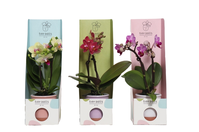 <h4>Valencia Mix Tiny Dolls Mix 2T10+ aqu@ in Tiny Box Pastel Mix</h4>