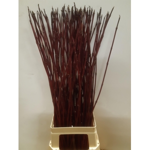 CORNUS ALBA SIBIRICA