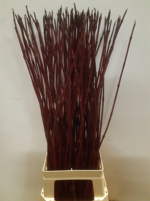 <h4>CORNUS ALBA SIBIRICA</h4>