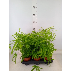 Pteris cretica 'Roeweri'