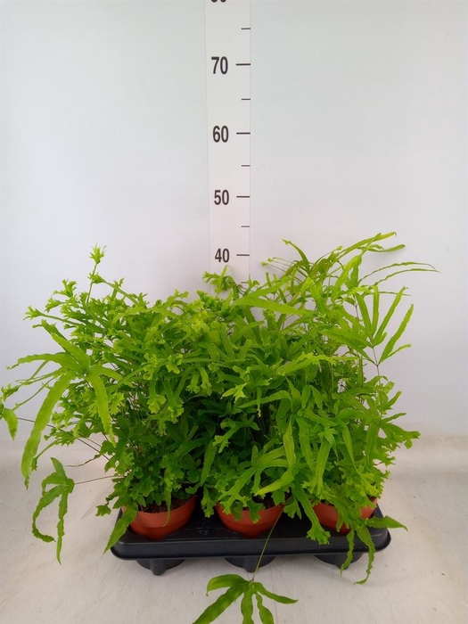 <h4>Pteris cretica 'Roeweri'</h4>
