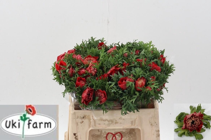 <h4>Anem Levante Rosso</h4>