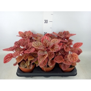 Peperomia caperata 'Quito'