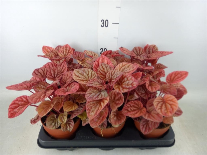 <h4>Peperomia caperata 'Quito'</h4>
