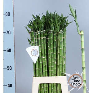 DRAC LUCKY BAMBOO
