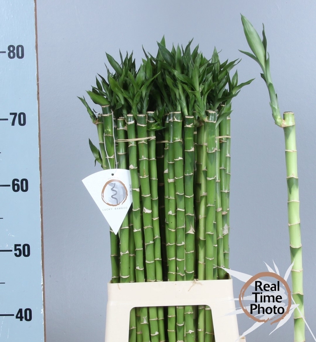 <h4>DRAC LUCKY BAMBOO</h4>