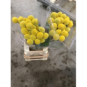 CRASPEDIA PAINT POPUP*