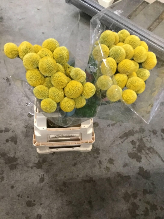 <h4>CRASPEDIA PAINT POPUP</h4>