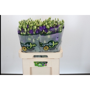 Eustoma Du Rosita Blue
