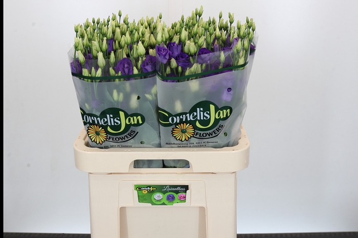 <h4>Eustoma Du Rosita Blue</h4>