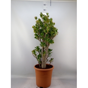 Crassula ovata