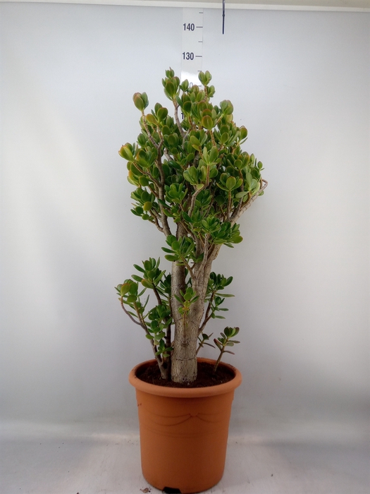 <h4>Crassula ovata</h4>