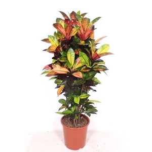 Codiaeum Mrs Iceton