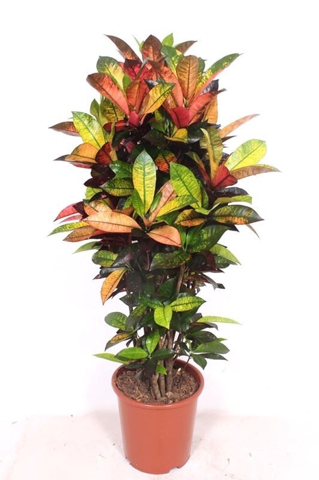 <h4>Codiaeum Mrs Iceton</h4>