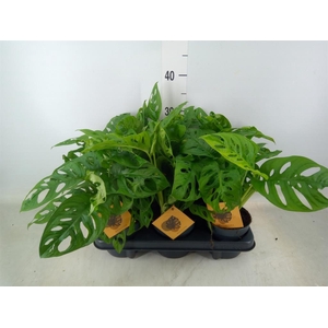 Monstera obliqua 'Monkey Mask'