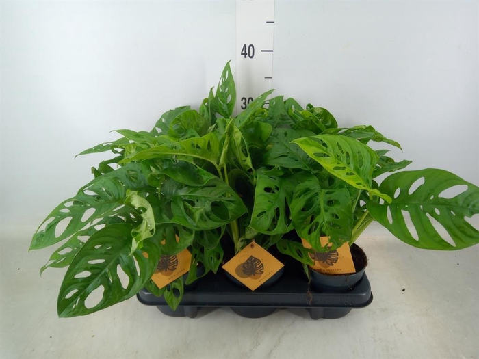<h4>Monstera obliqua 'Monkey Mask'</h4>
