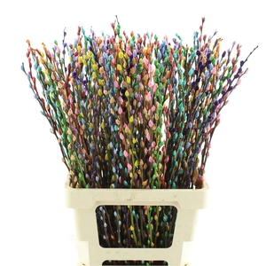 Salix Snow Flake Rainbow Mix In Bunch