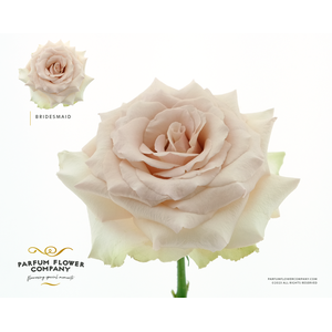 Rosa Premium Bridesmaid