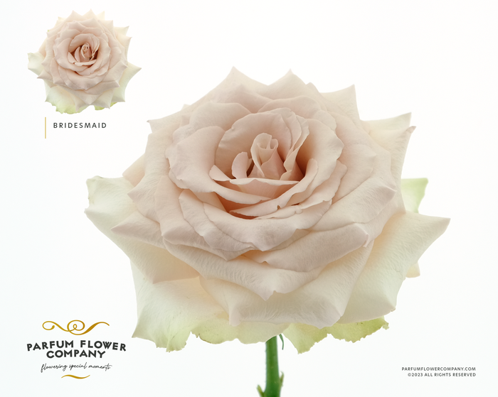 Rosa Premium Bridesmaid