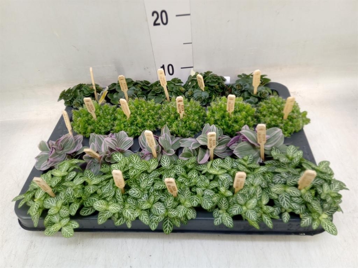 <h4>Planten  ..mix</h4>