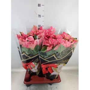 Euphorbia pulc. 'Fantasy Star'