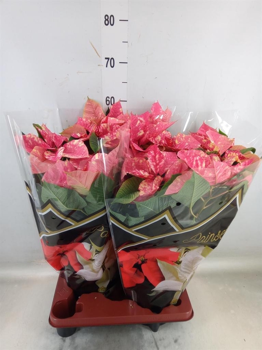 <h4>Euphorbia pulc. 'Fantasy Star'</h4>