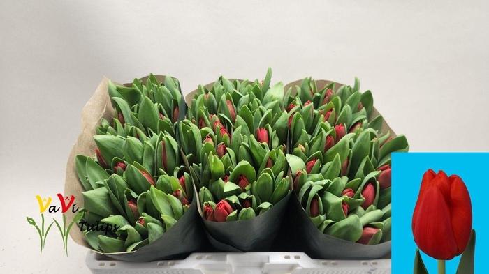 <h4>TU EN ESCAPE</h4>