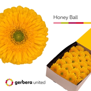 Gerbera Pomponi Honey Ball Doos